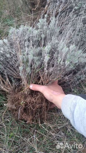 Саженцы лаванды