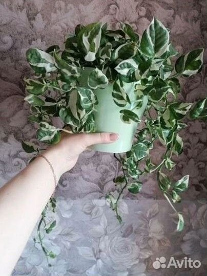 Сциндапсусы (эпипремнумы)