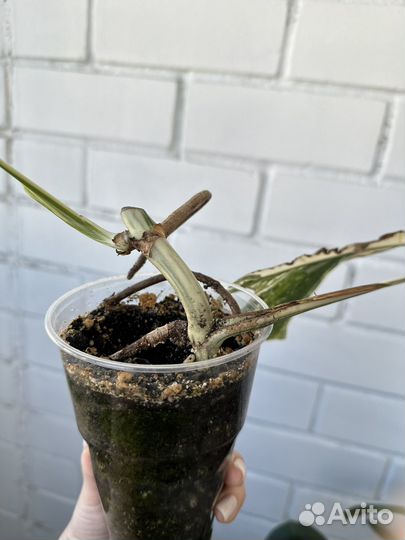 Монстера вариегатная Альба