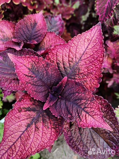 Семена колеусов, колеусы вегетативные