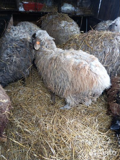 Катумские овцы