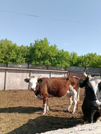Продам молодую корову