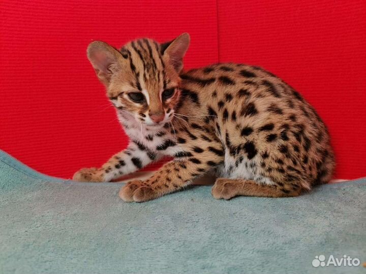 Азиатский леопардовый кот. Чистый