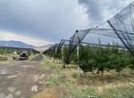 Продается 50 доли в вишневом саду в Армении