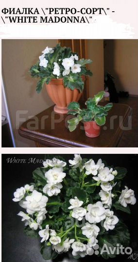 Комнатные цветы разные