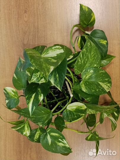 Эпипремнум золотистый