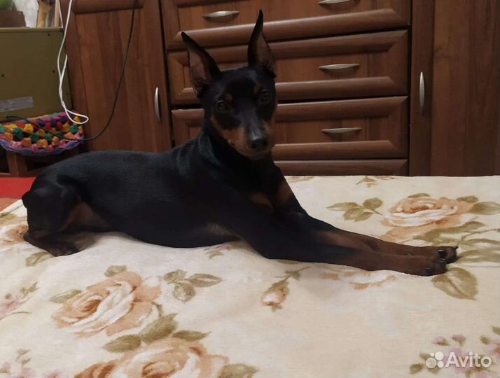 Вязка цвергпинчер