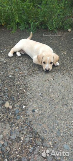 Собака в добрые руки девочка