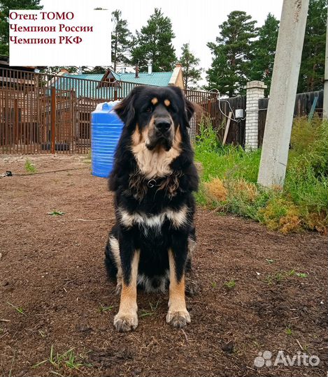 Щенок бурят-монгольского волкодава (Хотошо)