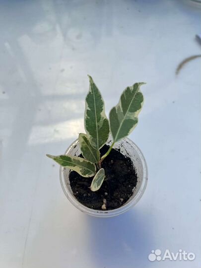 Фикусы Кёрли, пикси и голден моник