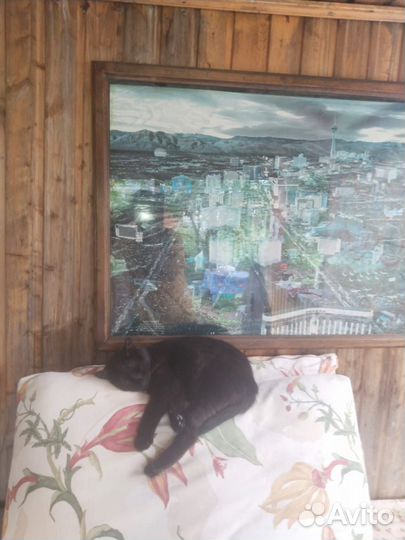 Кошки в добрые руки