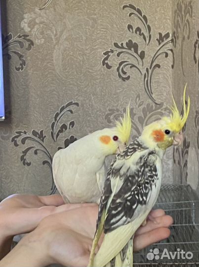 Супер ручные птенцы Корелл
