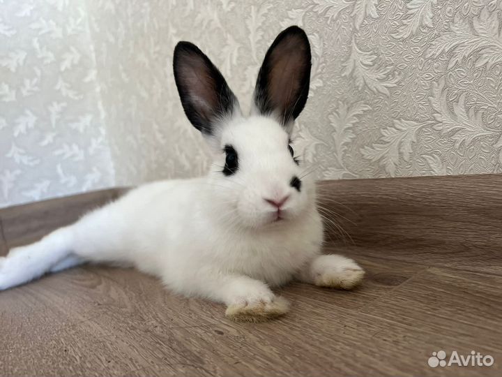 Декоративные кролик
