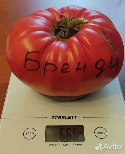 Семена томатов