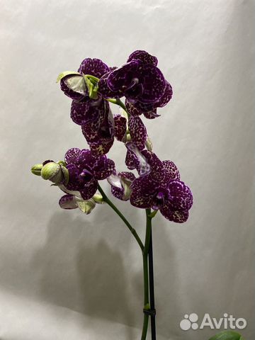 Орхидея фаленопсис Дикий кот купить в Санкт-Петербурге | Товары для ...