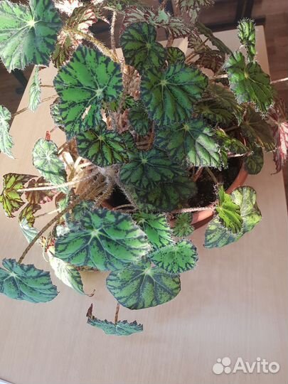 Бегония декоративно лиственная