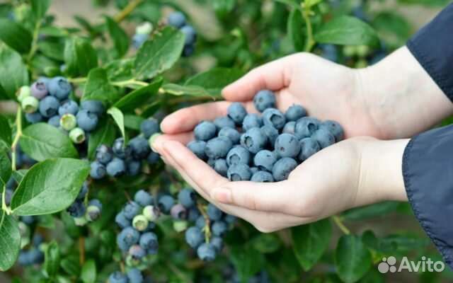 Голубика Блюкроп саженец 3 года