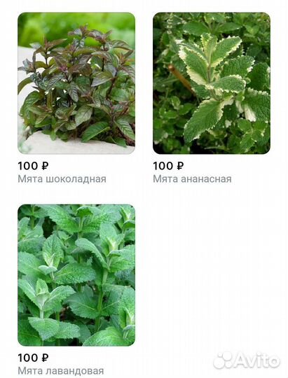 Мята саженцы