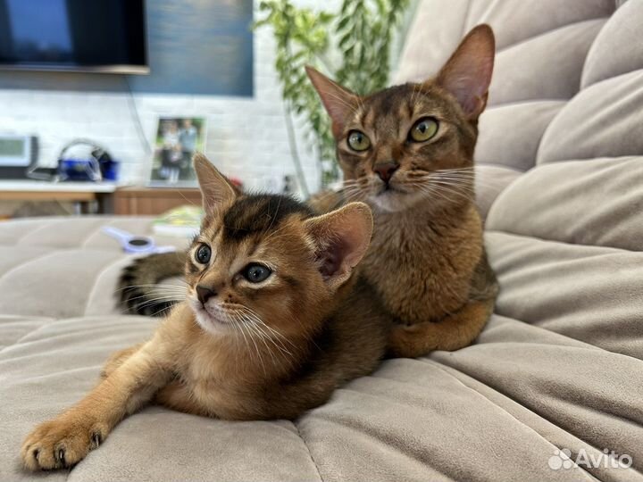 Абиссинская