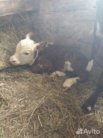 Телёнок (тёлочка)