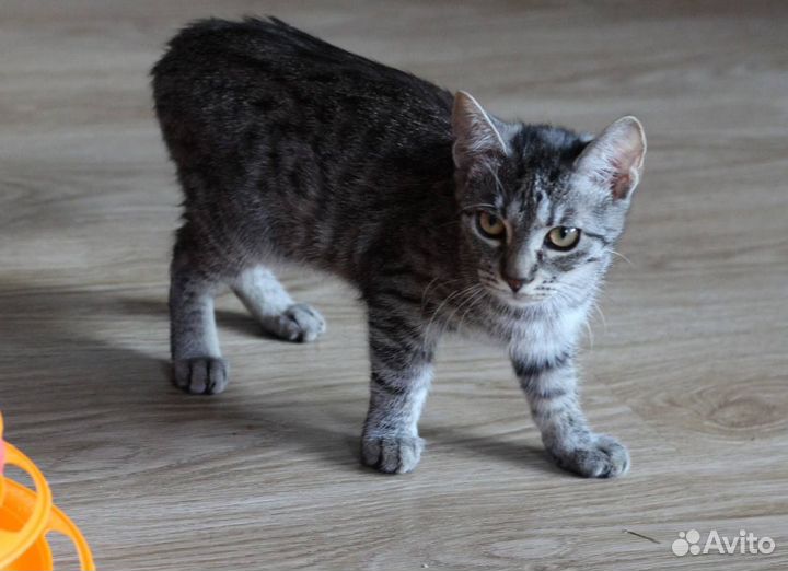 Котенок красивый