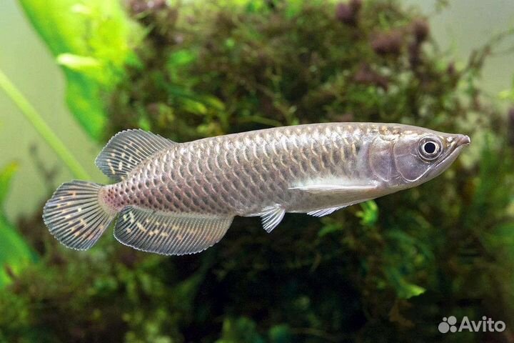 Арована Джардини