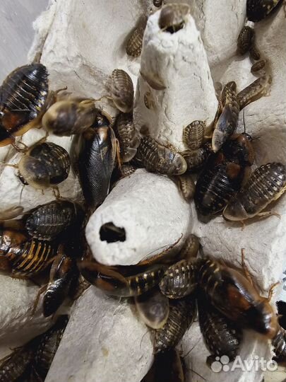 Мучной червь, тараканы, муха дрозофила