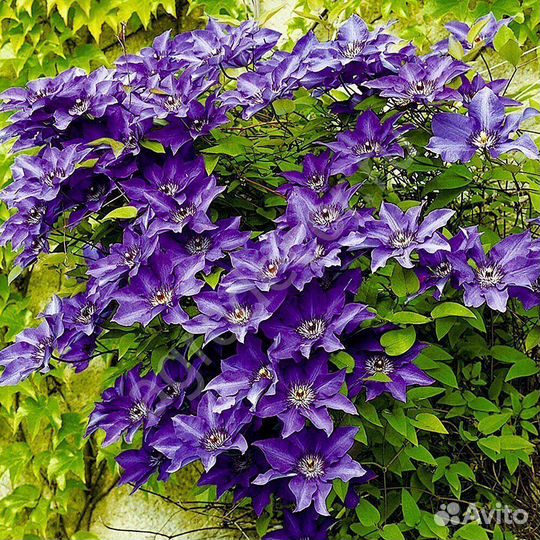 Домашние цветы