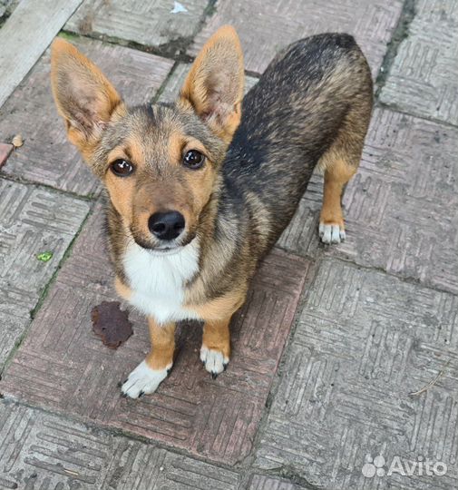 Щенки в добрые руки