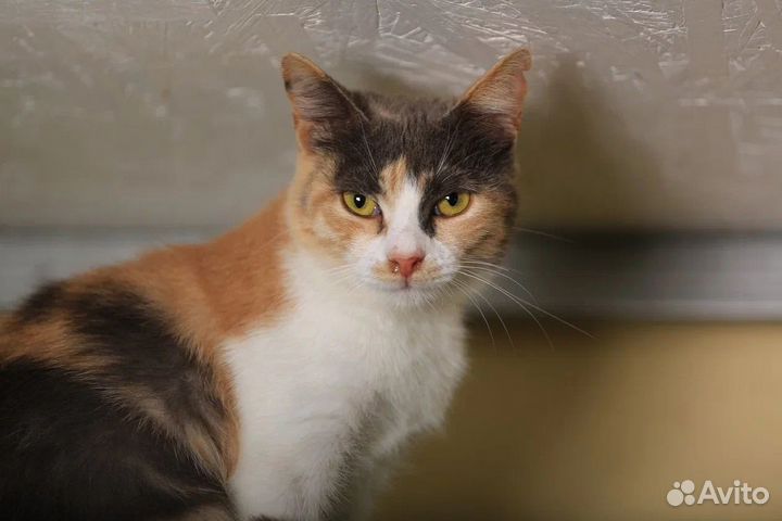 Красотка Руди