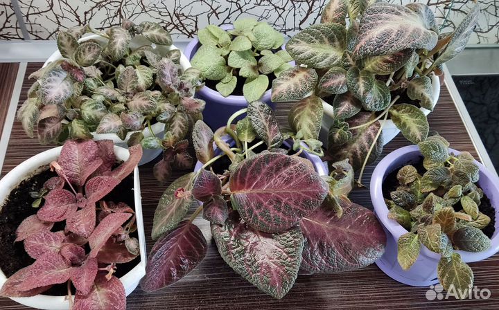 Комнатные цветы