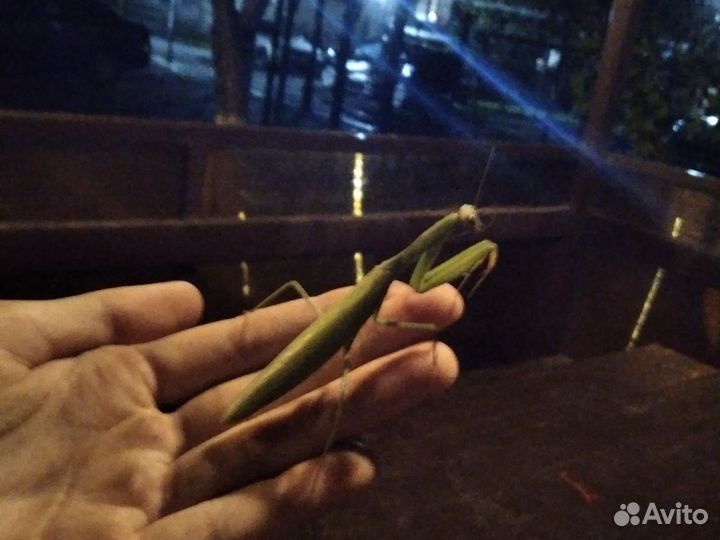 Продам ручных богомолов (не кусаются)