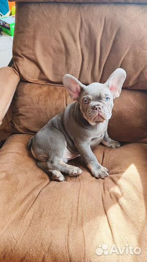 Французски изабелла