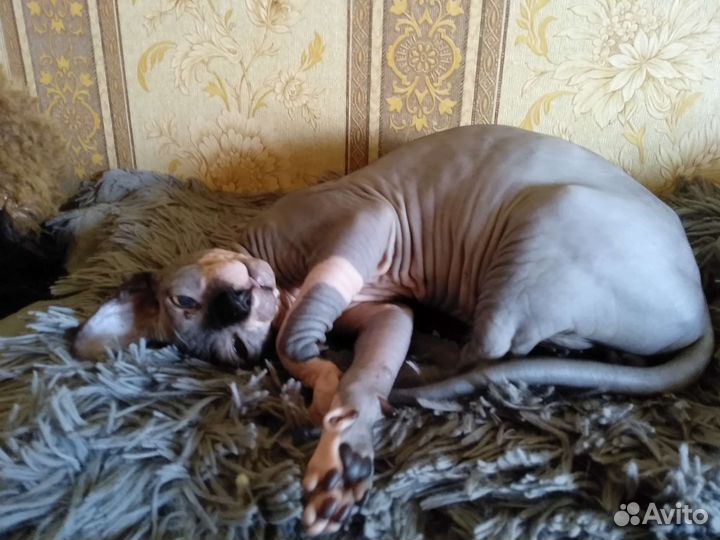 Канадский сфинкс