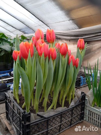 Тюльпаны к 8 марта оптом от 100 штук