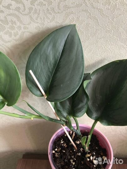 Сингониум холодное сердце