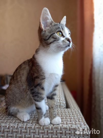 Кошечка в добрые руки