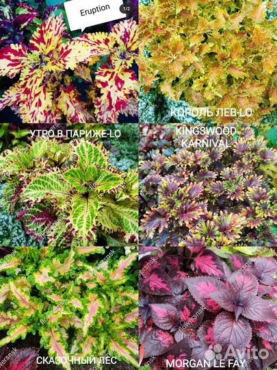 Колеусы Сортовые