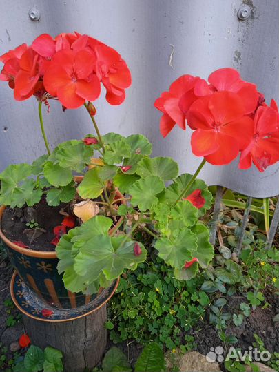 Пеларгония герань