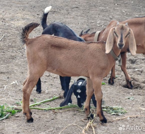 Нубийские козлята 95%