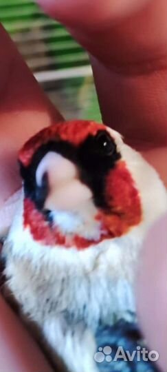 Птица щегол седоголовый шеглы