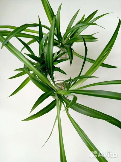 Хлорофитум