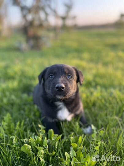 Щенки маленькой дворняжки