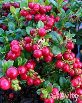 Голубика сортовая саженцы