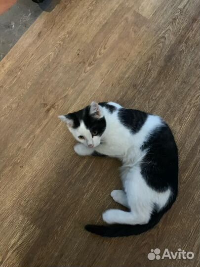 Котик в добрые руки