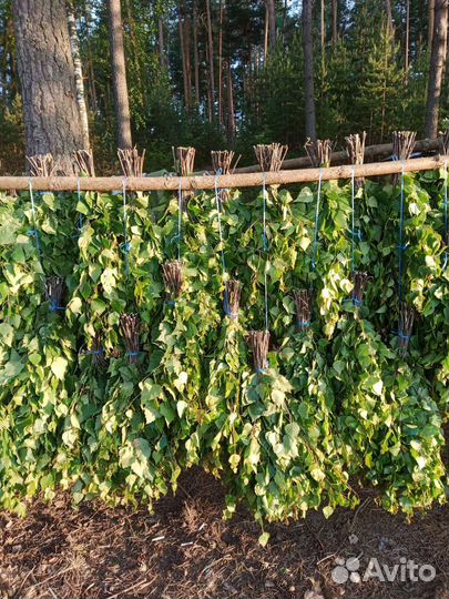 Веники берёзовые