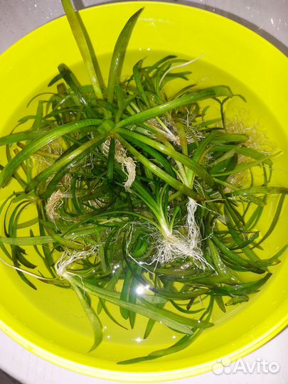 Аквариумные растения