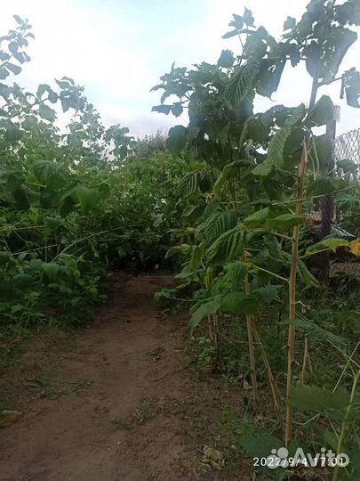 Саженцы малины