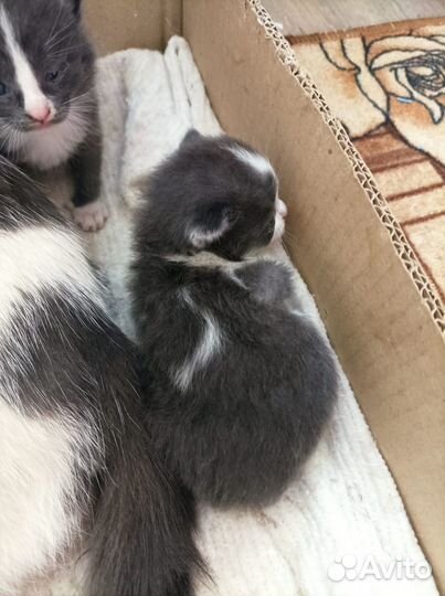 Котята в добрые руки