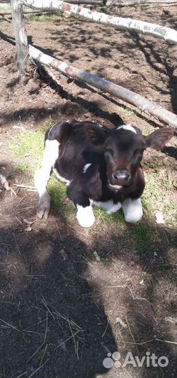 Бычок Ангус-голштин 3 мес
